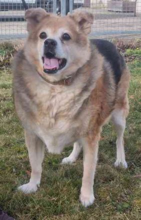 Lucky, Mischling, geb. 2013, su. ebenerdiges Zuhause, gern als Einzelhund