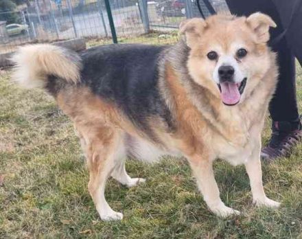 Lucky, Mischling, geb. 2013, su. ebenerdiges Zuhause, gern als Einzelhund