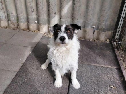 Picur -  sucht nach einem Schicksalsschlag ein neues Zuhause