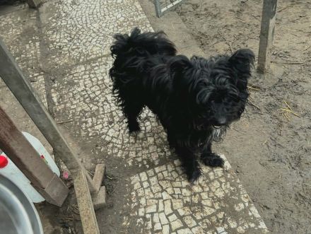 Hugo - sucht das Glück