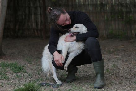 Fido - sucht ein Zuhause