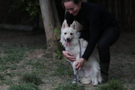 Fido - sucht ein Zuhause