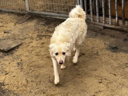 Fido - sucht ein Zuhause