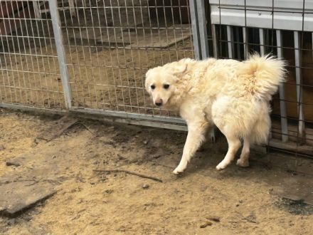 Fido - sucht ein Zuhause