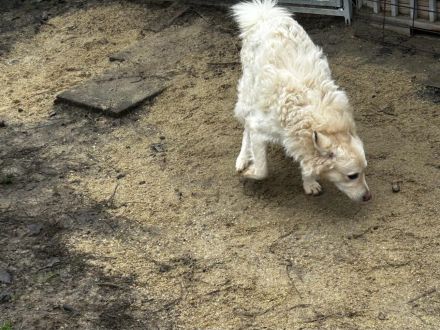 Fido - sucht ein Zuhause