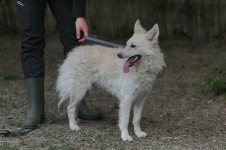 Fido - sucht ein Zuhause