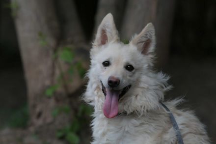 Fido - sucht ein Zuhause