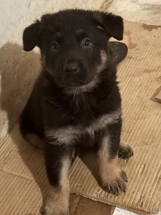 Deutsche Schäferhund Welpen