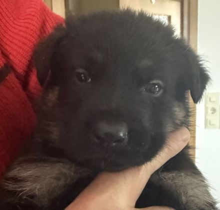 Deutsche Schäferhund Welpen