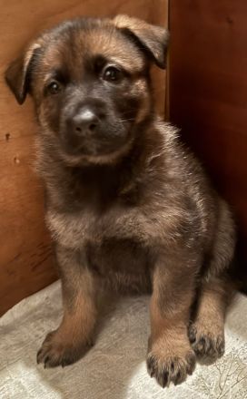 Deutsche Schäferhund Welpen