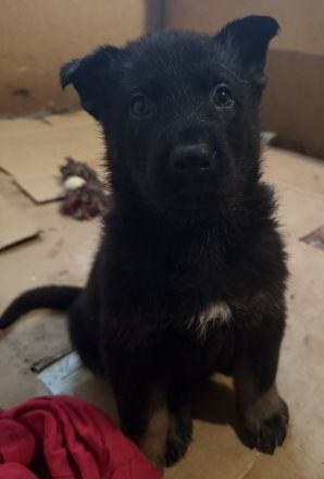 Deutsche Schäferhund Welpen