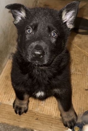 Deutsche Schäferhund Welpen