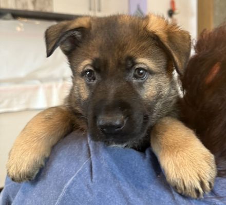 Deutsche Schäferhund Welpen