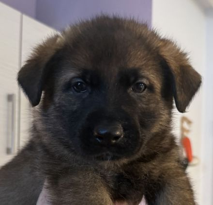 Deutsche Schäferhund Welpen
