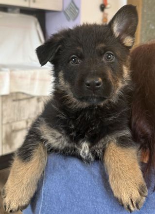 Deutsche Schäferhund Welpen