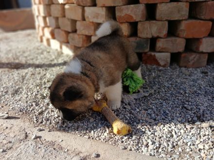 American Akita Anfang April Abgabebereit