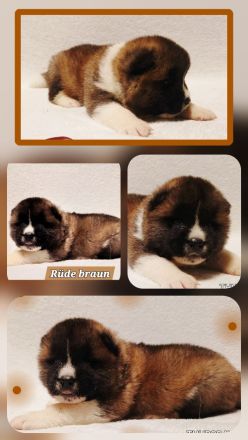 American Akita Anfang April Abgabebereit