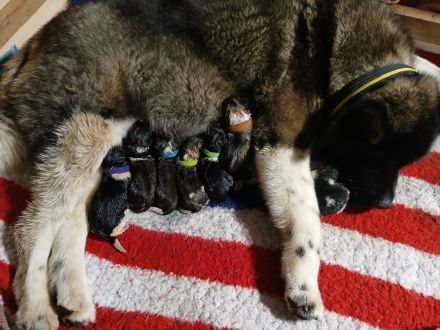 American Akita Anfang April Abgabebereit