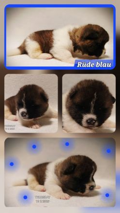 American Akita Anfang April Abgabebereit