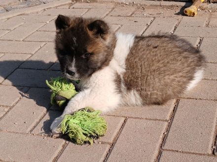 2 Süße Am. Akita Welpen Abgabebereit