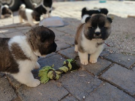 American Akita Anfang April Abgabebereit