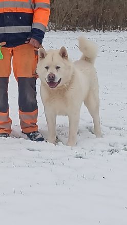 American Akita Anfang April Abgabebereit