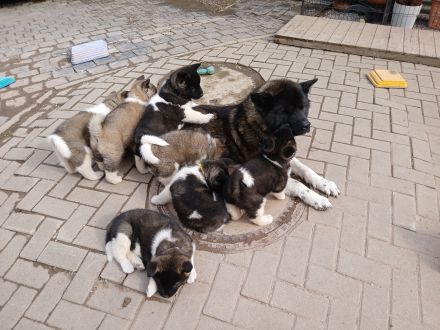 2 Süße Am. Akita Welpen Abgabebereit