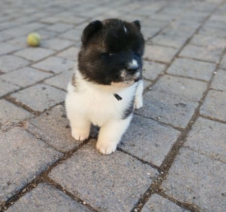 American Akita Anfang April Abgabebereit