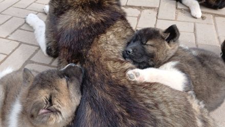 2 Süße Am. Akita Welpen Abgabebereit