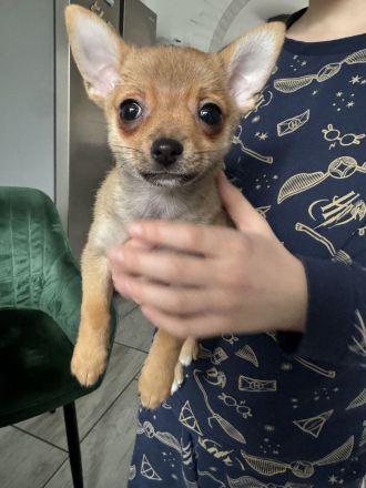 Pomchi Welpen, Pomerian Zwergspitz/Chihuahua