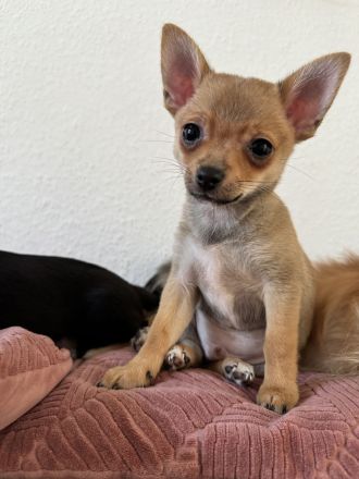 Pomchi Welpen, Pomerian Zwergspitz/Chihuahua