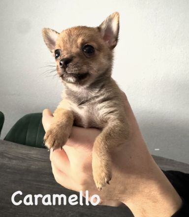 Pomchi Welpen, Pomerian Zwergspitz/Chihuahua