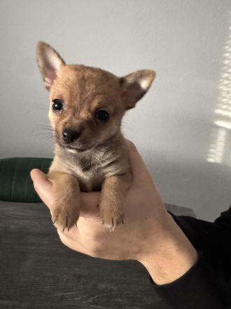 Pomchi Welpen, Pomerian Zwergspitz/Chihuahua