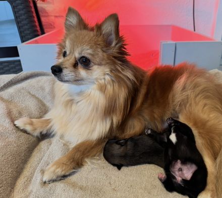 Pomchi Welpen, Pomerian Zwergspitz/Chihuahua