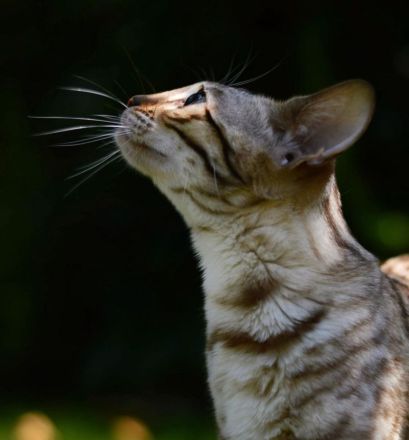 Wincat