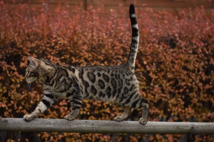 Wincat