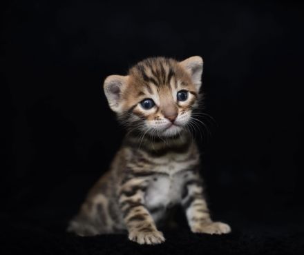 Wincat