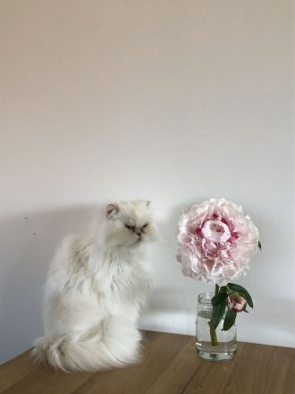 PERSERKATER SUCHT NEUES ZUHAUSE