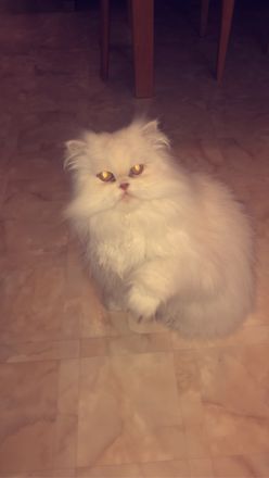 PERSERKATER SUCHT NEUES ZUHAUSE
