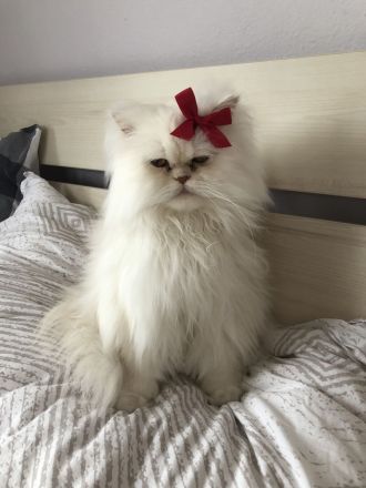 PERSERKATER SUCHT NEUES ZUHAUSE