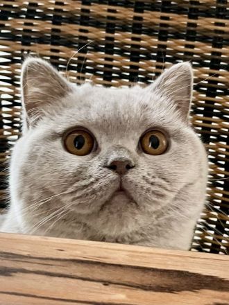 BKH lilac Kater als Liebhaber oder für Zucht