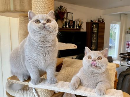 BKH lilac Kater als Liebhaber oder für Zucht