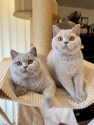 BKH lilac Kater als Liebhaber oder für Zucht