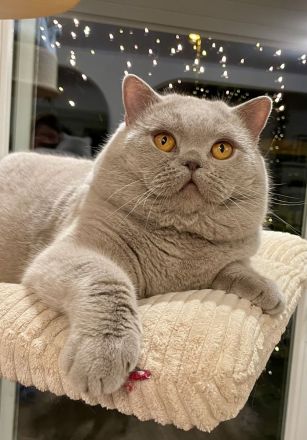 BKH lilac Kater als Liebhaber oder für Zucht
