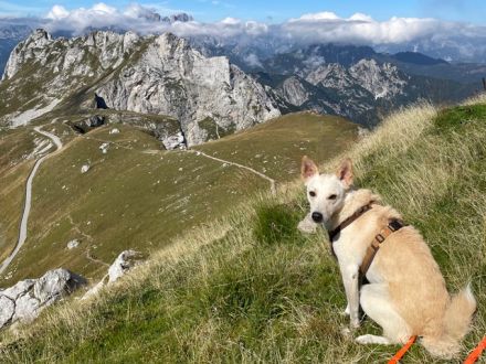 Merlin sucht ein ländliches, ruhiges Zuhause