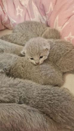 Zuckersüße Russisch blau Kitten aus seriöser Zucht mit Stammbaum