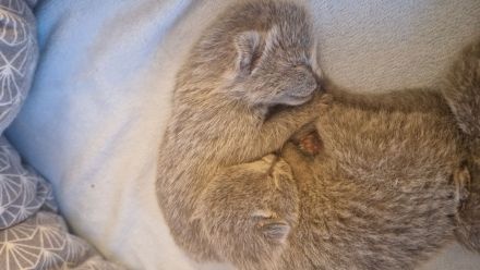 Zuckersüße Russisch blau Kitten aus seriöser Zucht mit Stammbaum