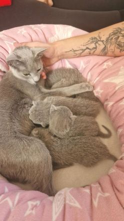 Zuckersüße Russisch blau Kitten aus seriöser Zucht mit Stammbaum