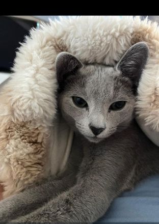 Zuckersüße Russisch blau Kitten aus seriöser Zucht mit Stammbaum