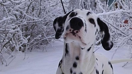 Dalmatian Special Boy für Zucht- und Ausstellungsorientierte Menschen